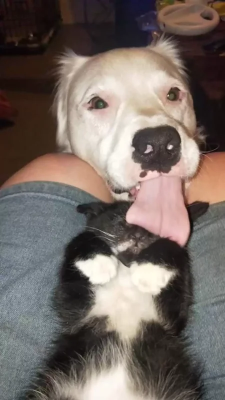 This Adorable Blind And Deaf Dog Comforts Every Foster Pet That His Owner Brings Home And It’s Wholesome 5 scale 5