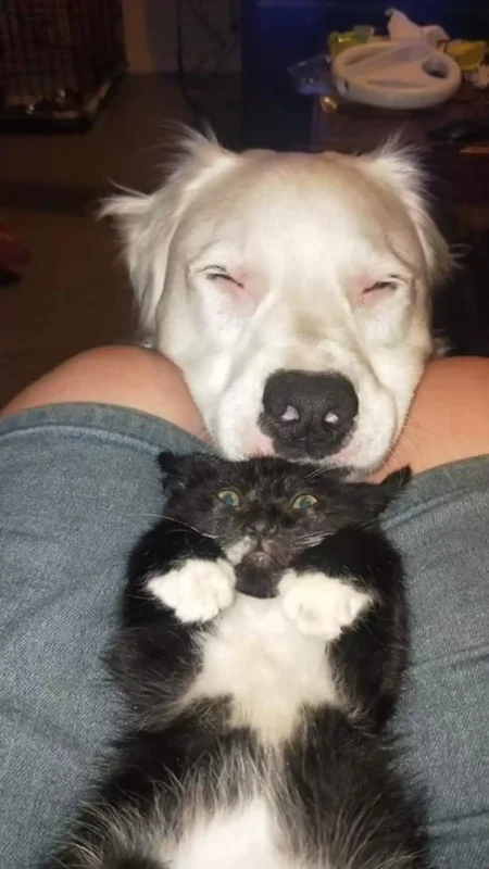 This Adorable Blind And Deaf Dog Comforts Every Foster Pet That His Owner Brings Home And It’s Wholesome 6 scale 6