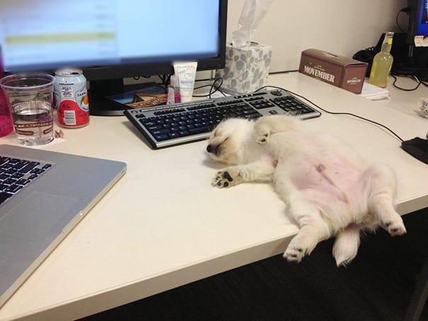 25 Photos Of Lazy Dogs Caught On Camera 19 sleeping puppy2