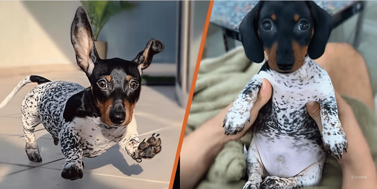 Meet Moo, An Adorable Dachshund That Looks Like He Has The Body Of A Cow