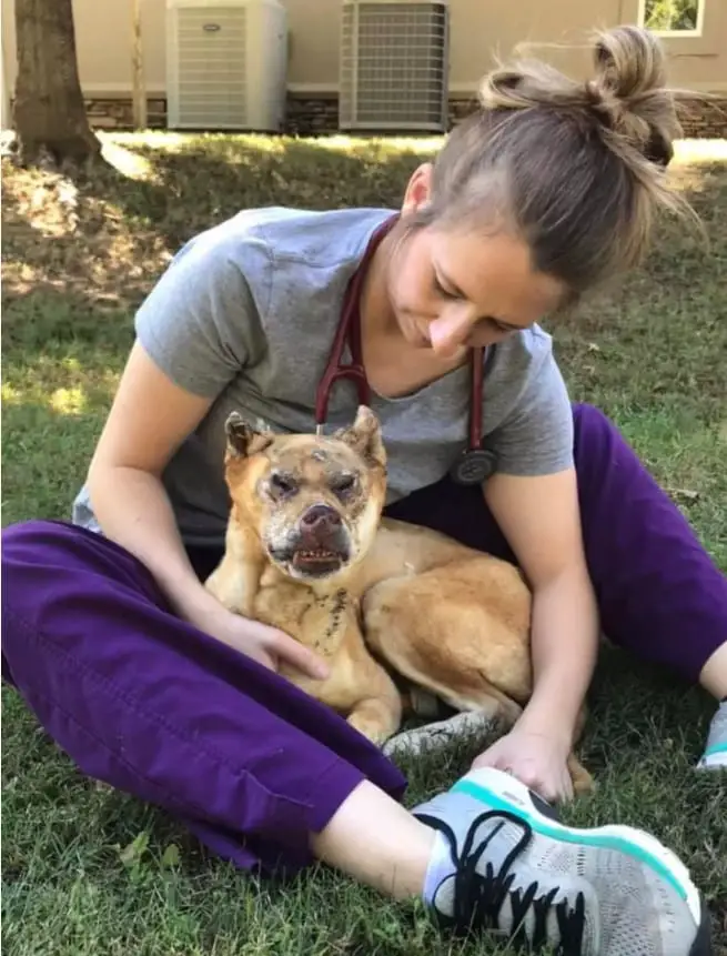 Dog Who Survived House Fire Now Inspires Others To Never Give Up 2 therapy dog 1