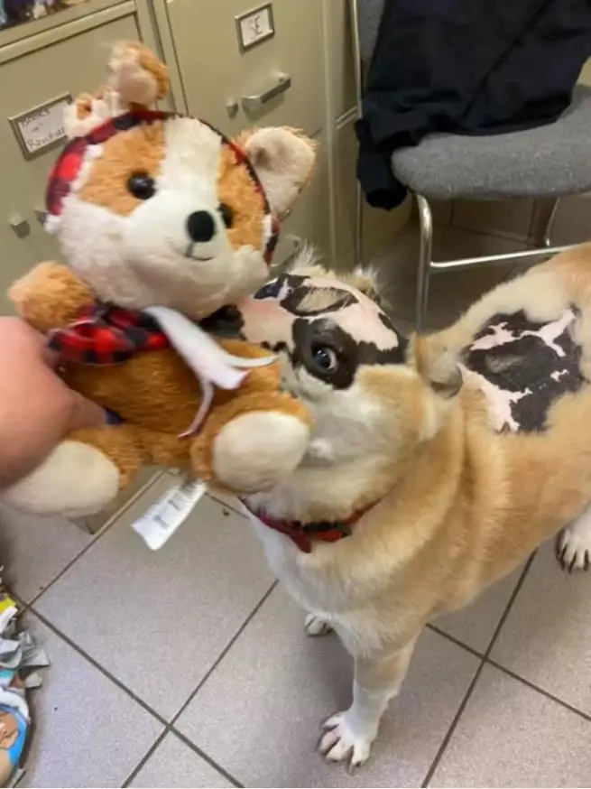 Dog Who Survived House Fire Now Inspires Others To Never Give Up 3 therapy dog 2