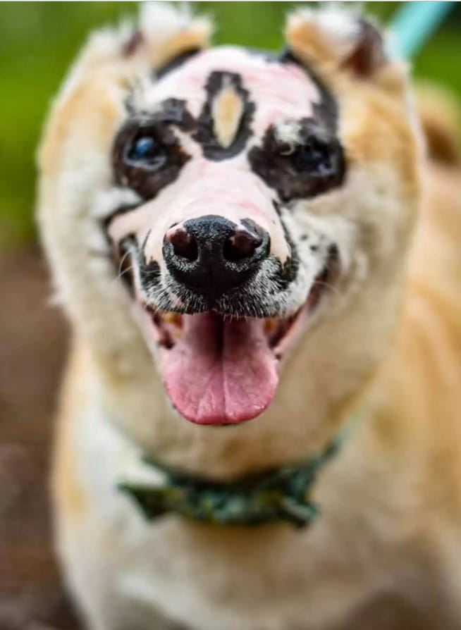 Dog Who Survived House Fire Now Inspires Others To Never Give Up 4 therapy dog 3