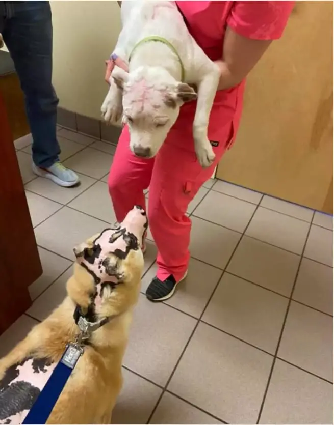 Dog Who Survived House Fire Now Inspires Others To Never Give Up 5 therapy dog 4