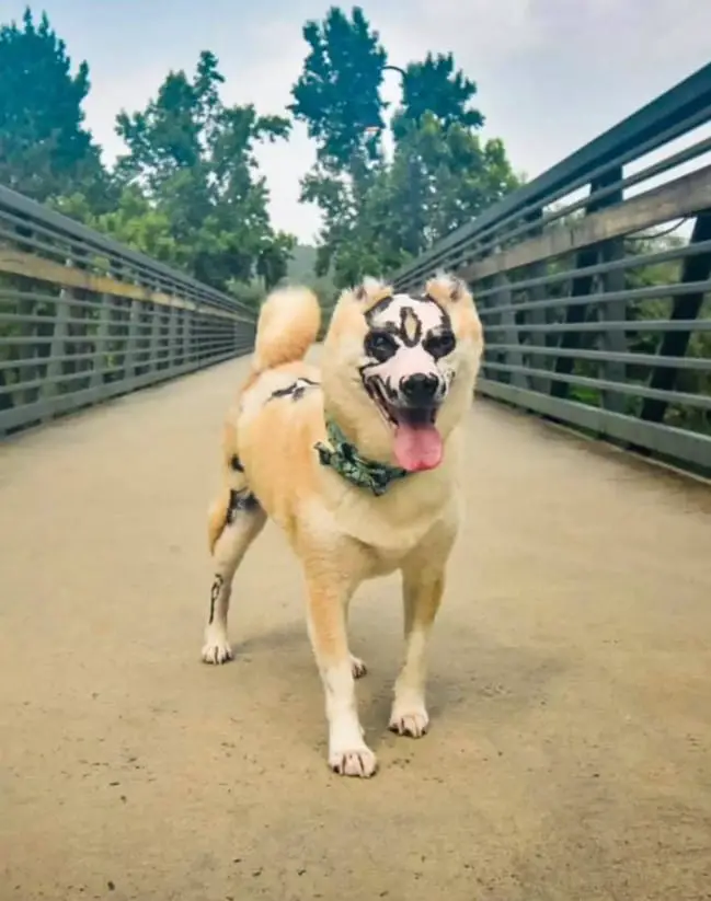 Dog Who Survived House Fire Now Inspires Others To Never Give Up 6 therapy dog 5