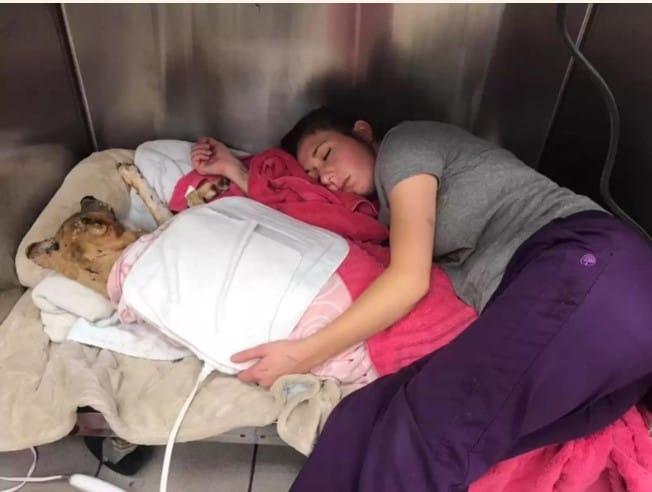 Dog Who Survived House Fire Now Inspires Others To Never Give Up 1 therapy dog