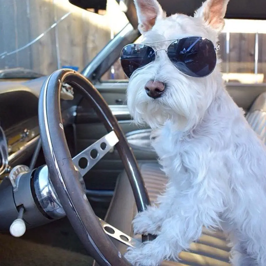 15 Times People Saw Dogs Acting Hilariously Strange In Cars And Just Had To Share 14 thesmalleroliver