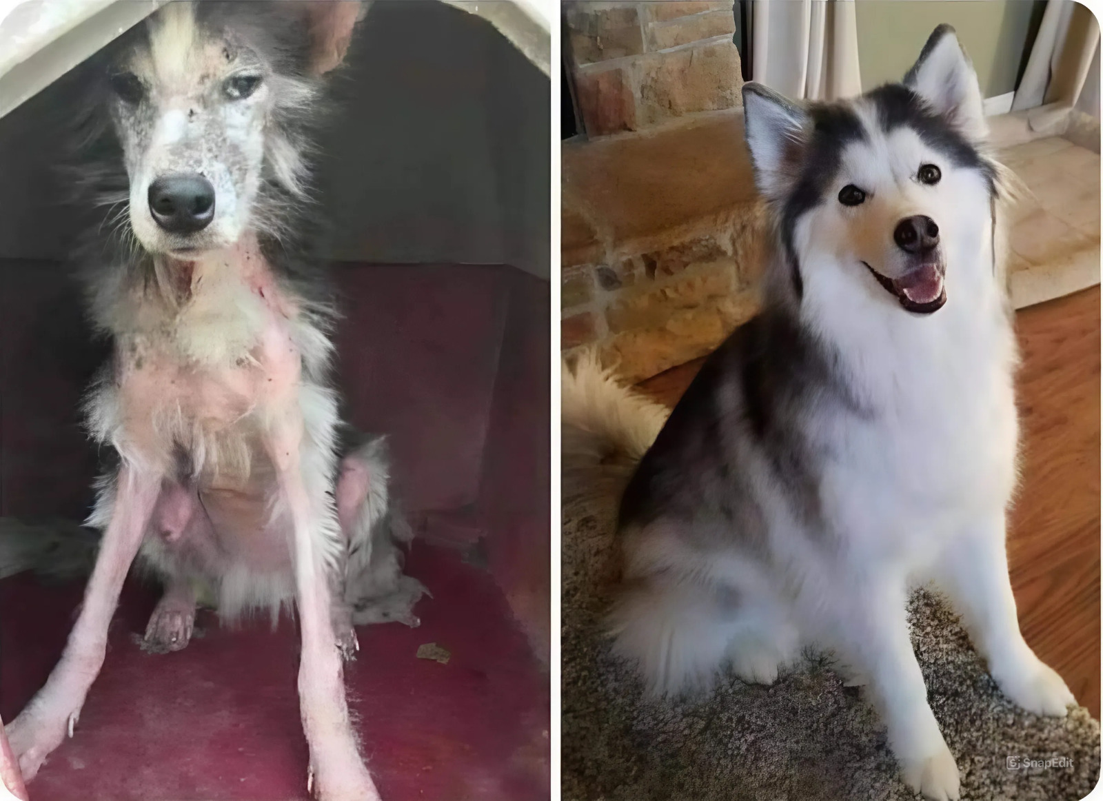 18 Pawsitive Pictures of Precious Puppers Before and After Their Adorable Adoption