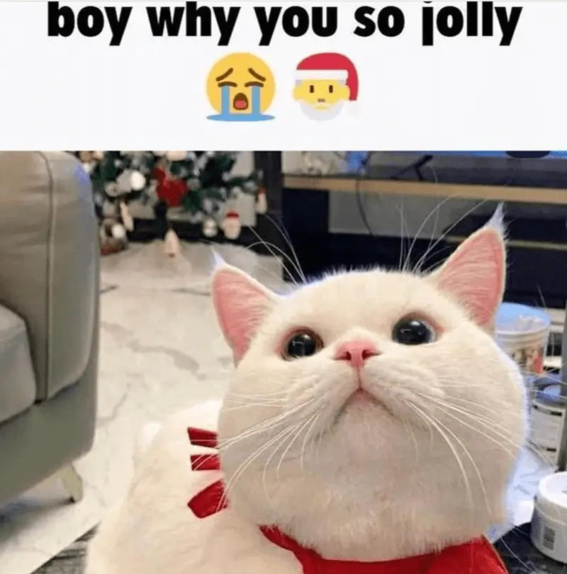 boy why so jolly