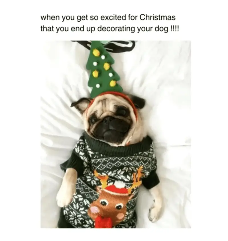 get so excited christmas end up decorating dog