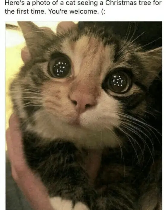 heres photo cat seeing christmas tree first time welcome