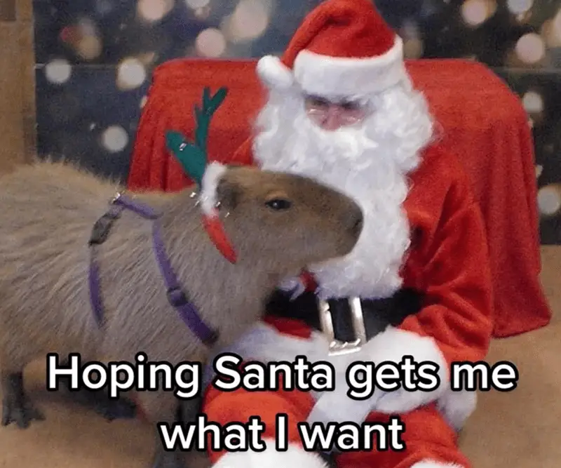 hoping santa gets want