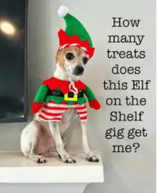 many treats does this elf on shelf gig get
