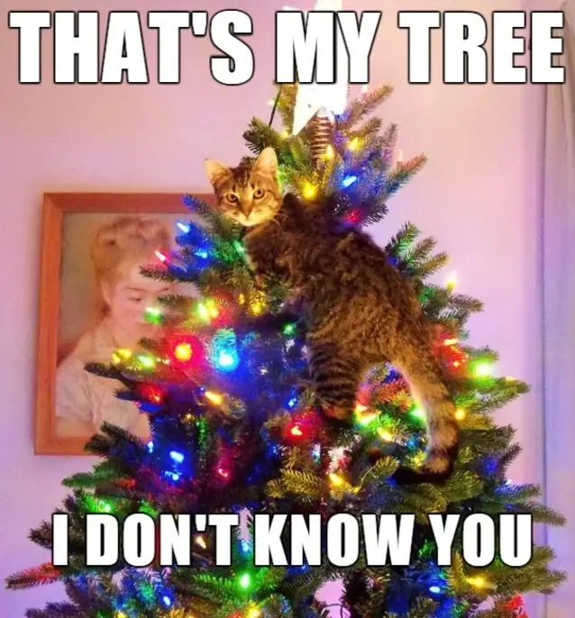 s my tree dont know