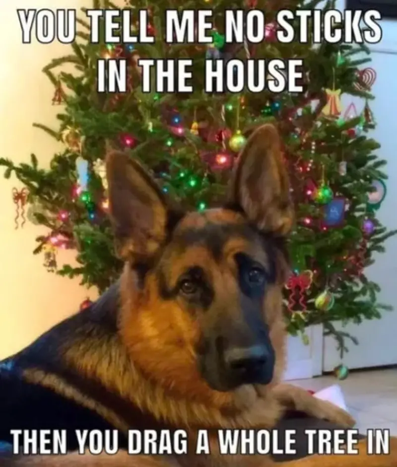 tell no sticks house then drag whole tree