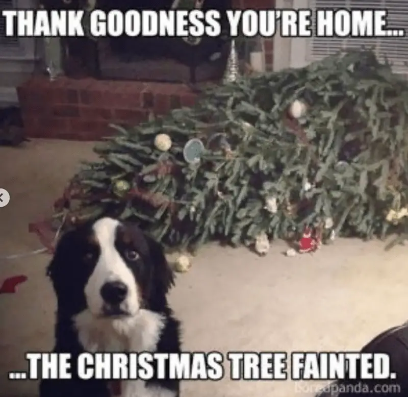 thank goodness home christmas tree fainted boredpandacom